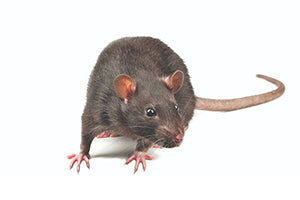 Ongedierte Bestrijding