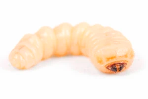 Ongedierte Bestrijding