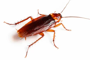 Ongedierte Bestrijding