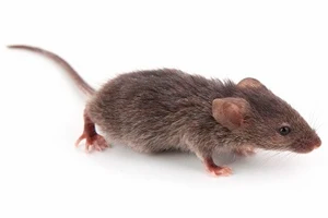 Ongedierte Bestrijding