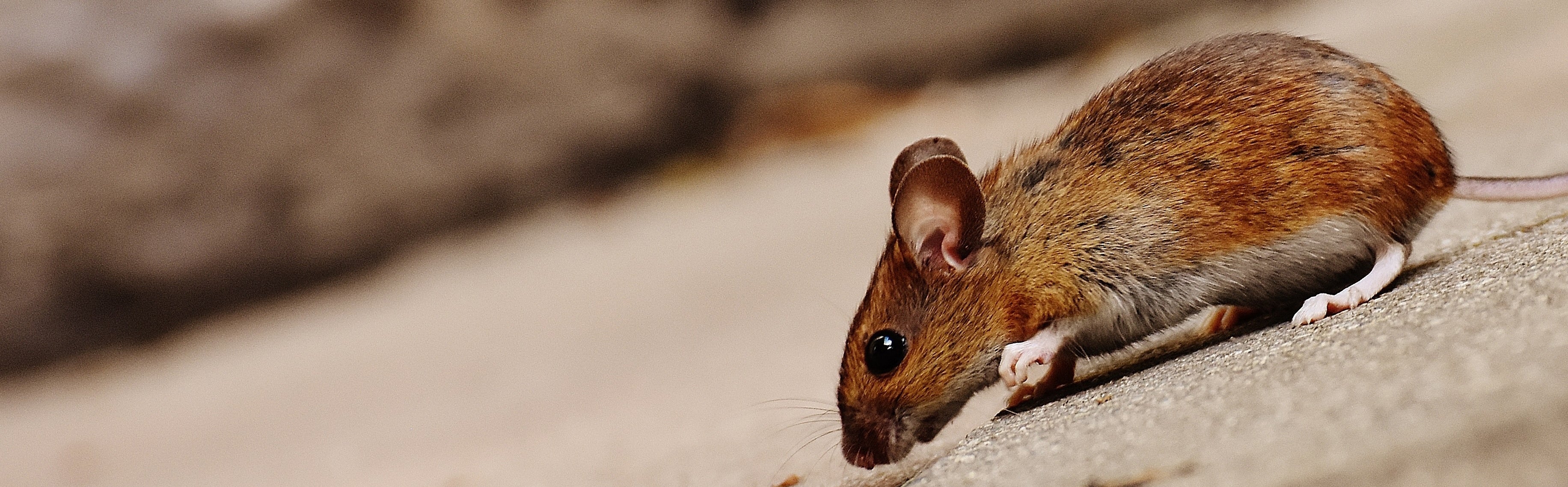 Ongedierte Bestrijding