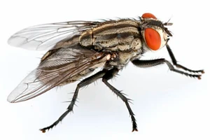 Ongedierte Bestrijding